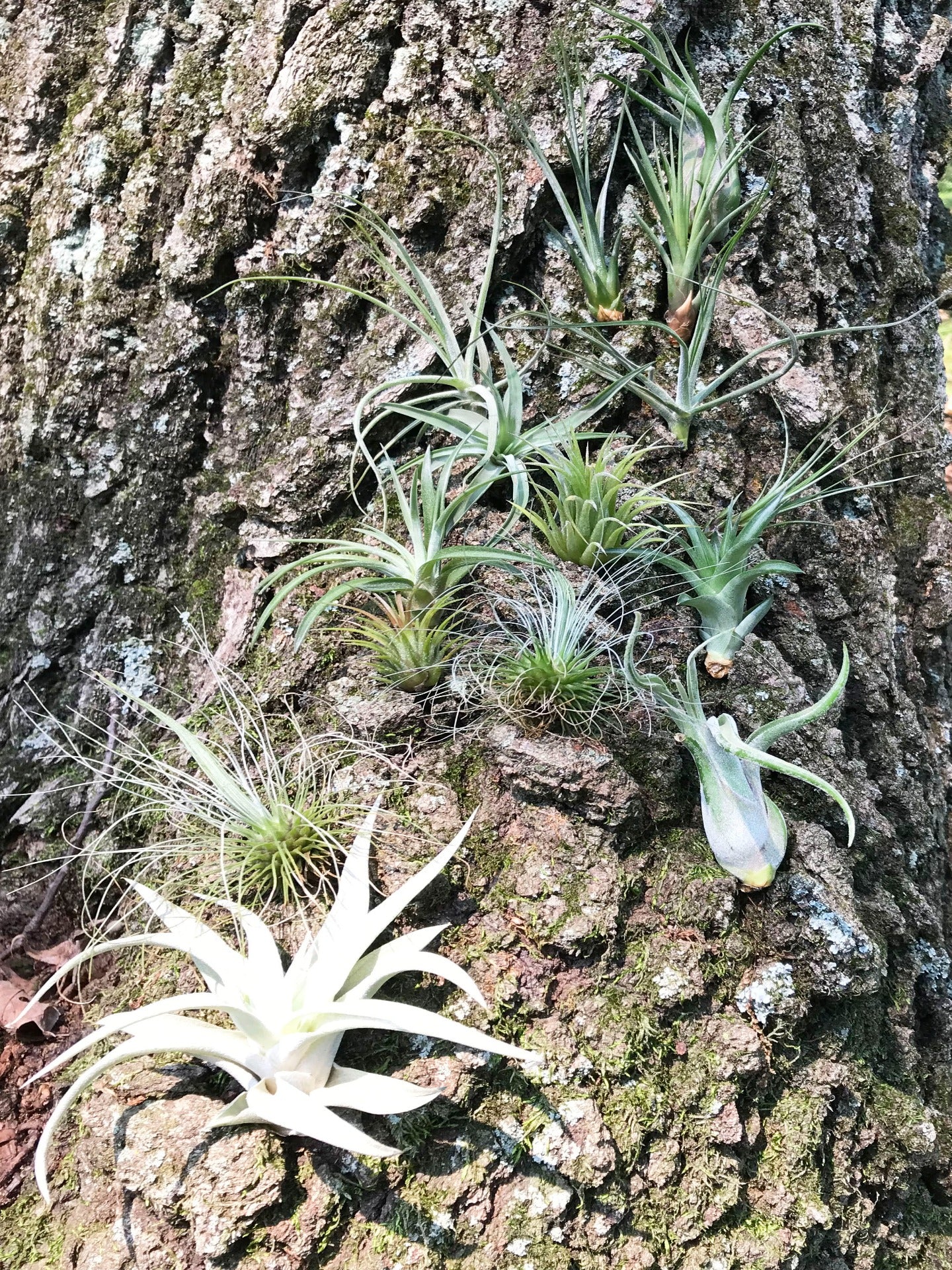 10 Assorted Small and Medium Air Plants