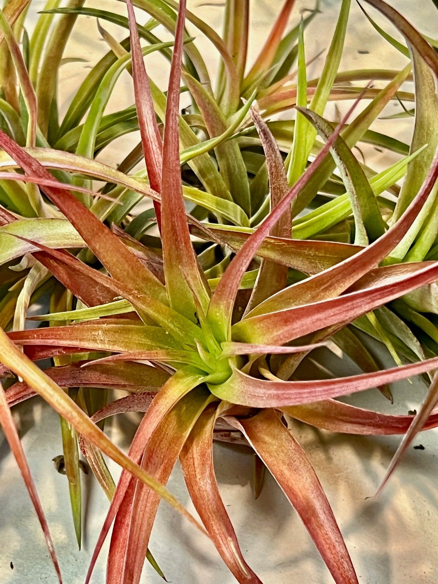 In Bloom/Blush Plants