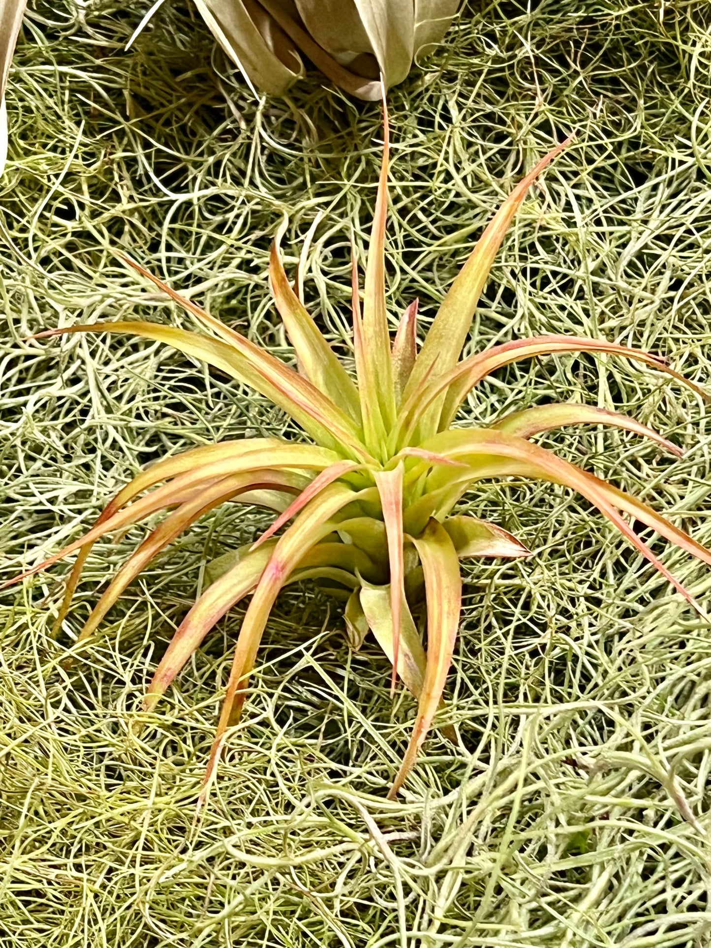 Green Abdita