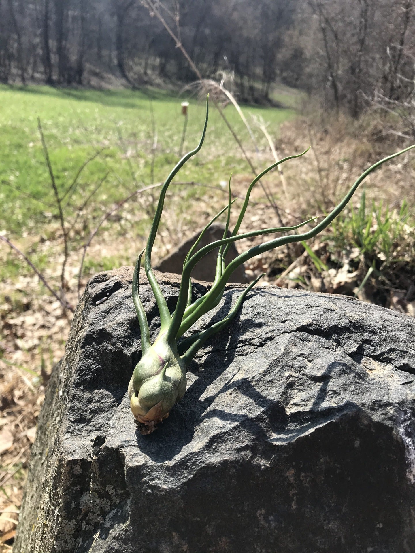 Large Bulbosa Belize Air Plant on Rock