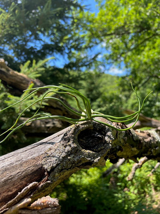 Bulbosa Belize Air Plant