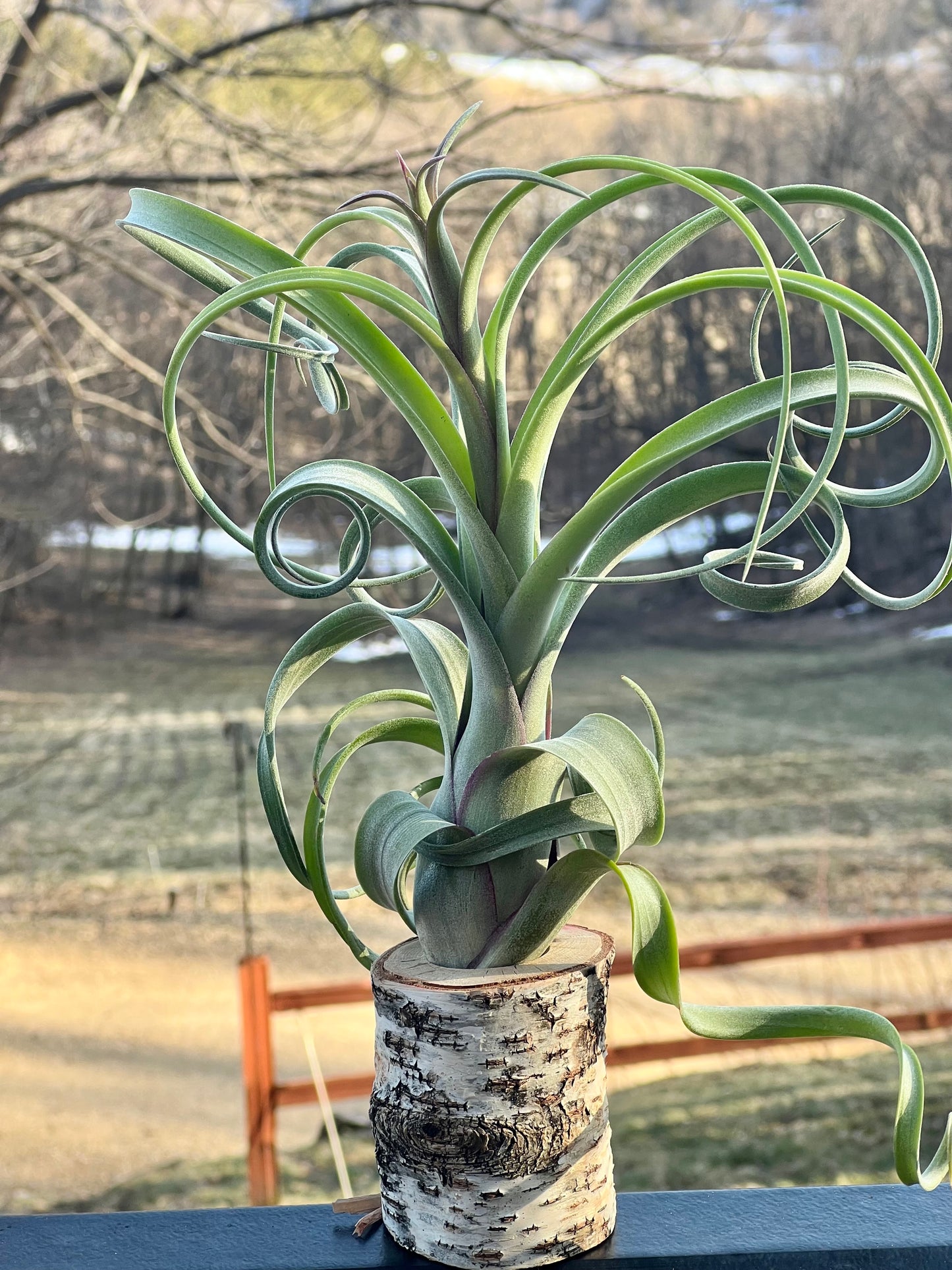 Curly Slim Air Plant