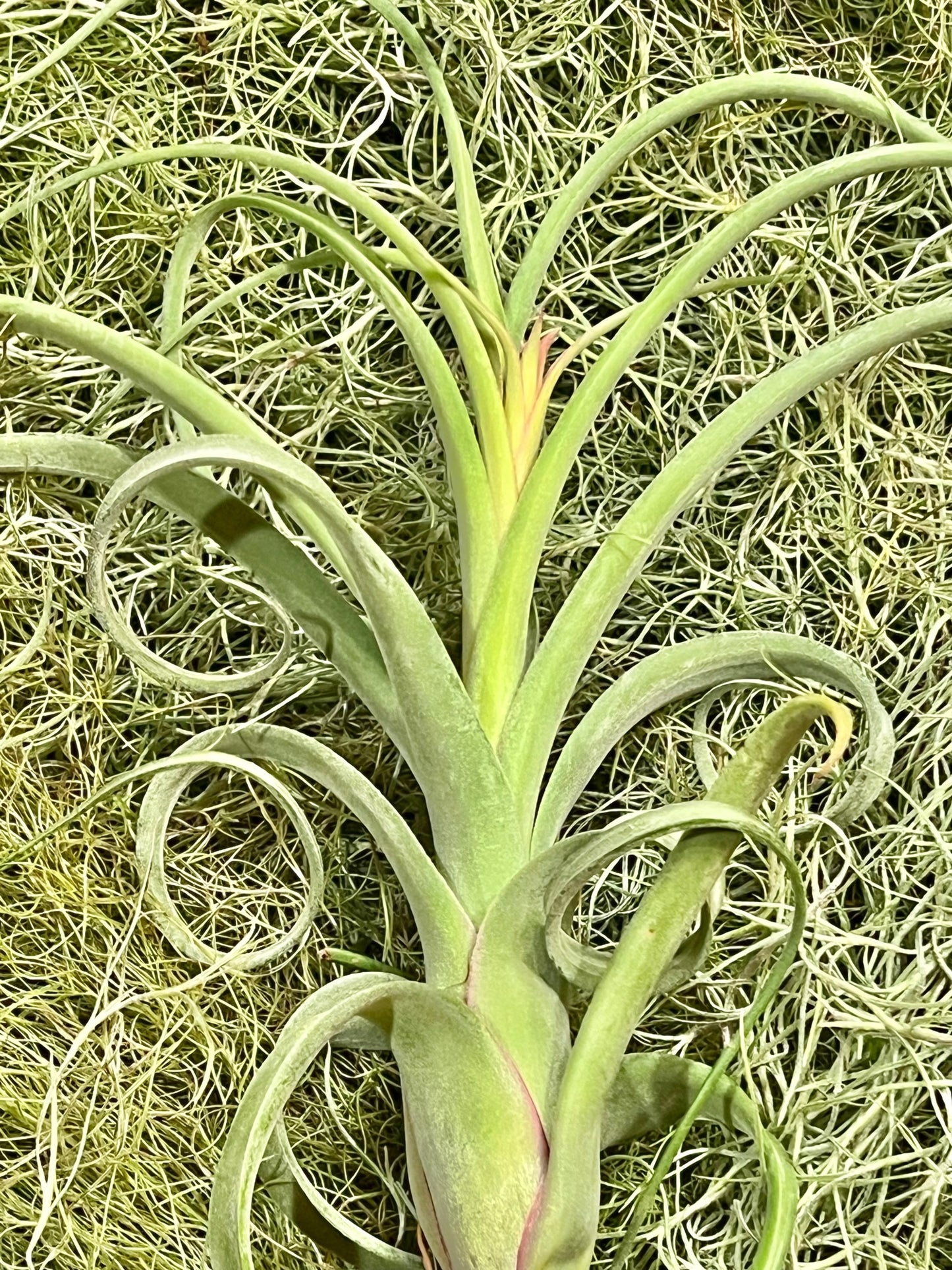 Curly Slim Air Plant