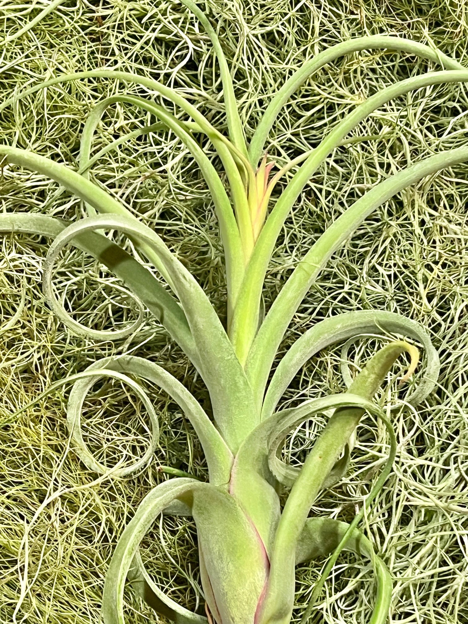 Curly Slim Air Plant