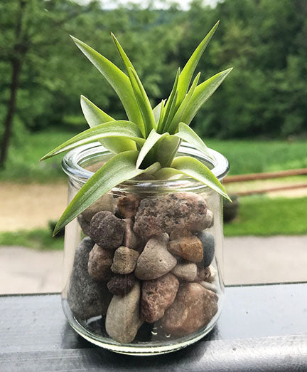 Green Abdita AirPlant in Glass Jar