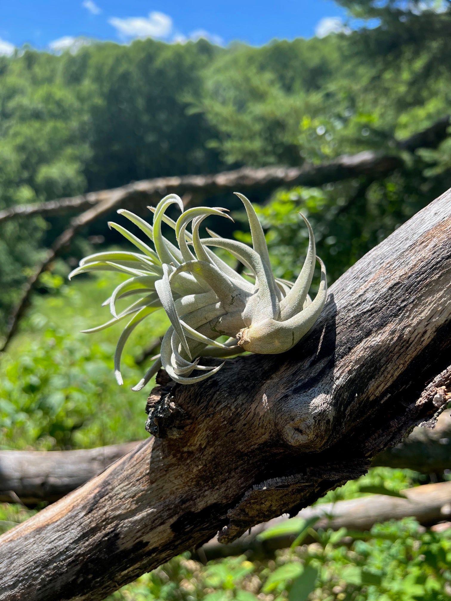 air plant harrisii Harrisii (Large) Air Plants – Valley View Ridge