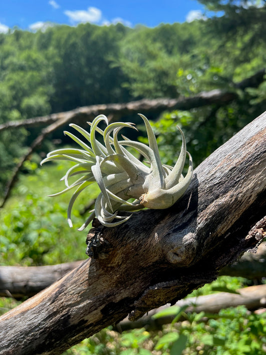 Harrisii Air Plant