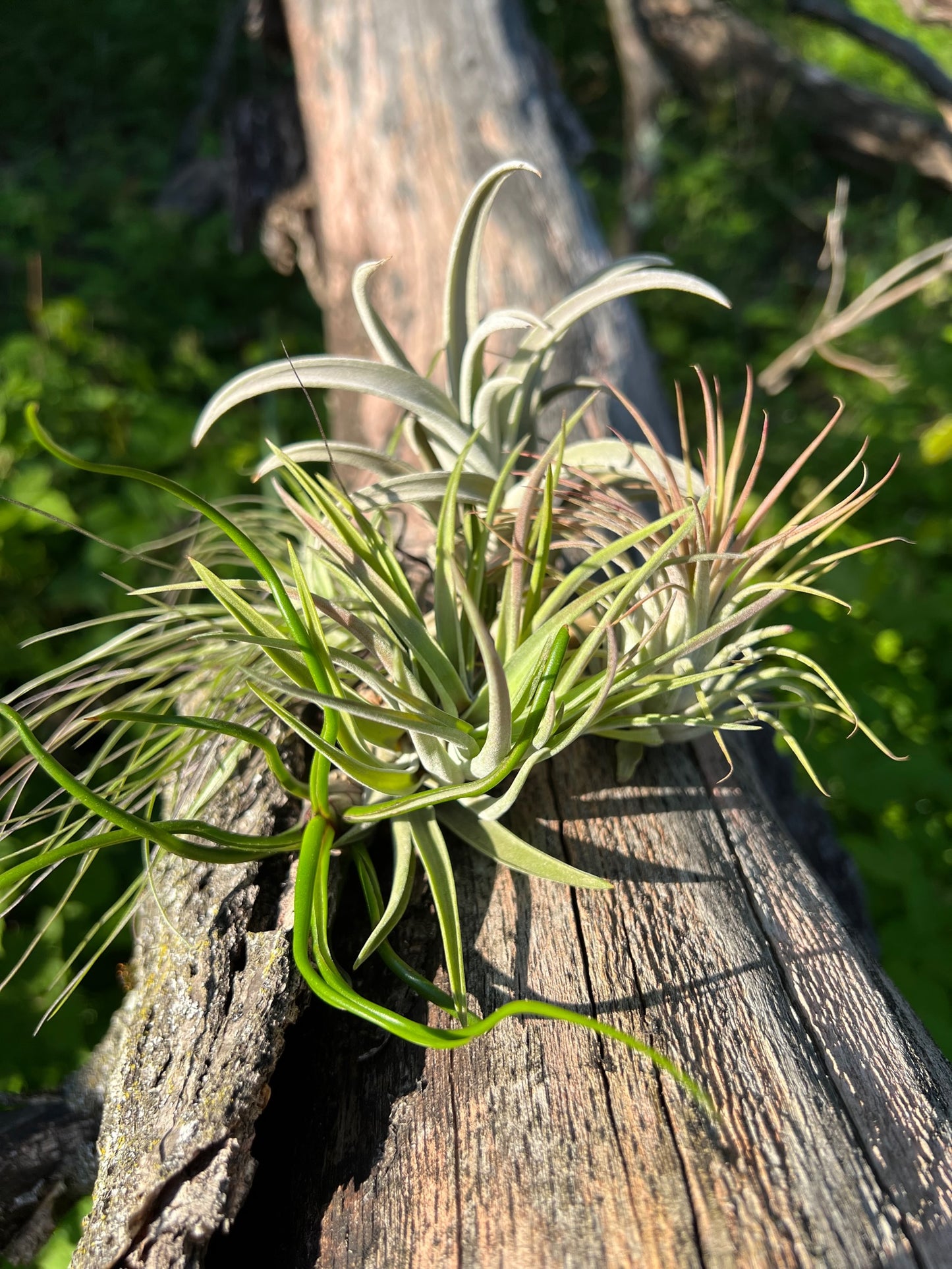 5 Assorted Small and Medium Air Plants