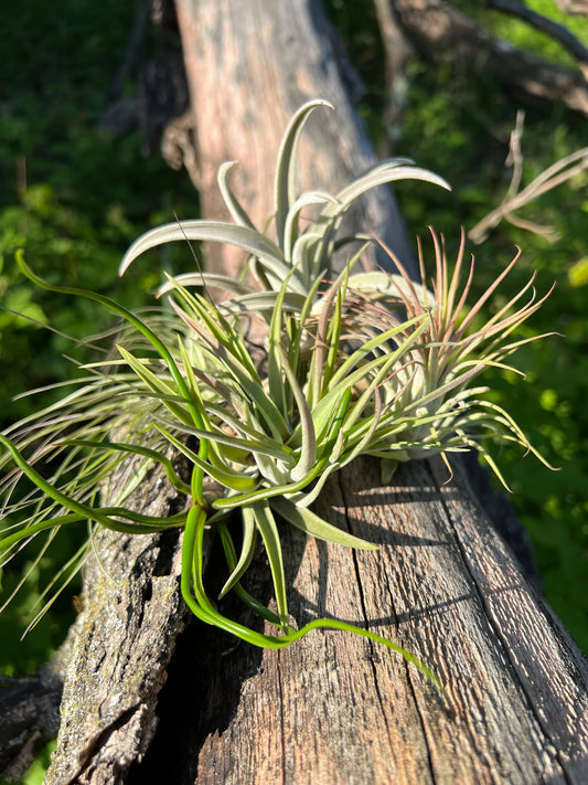 5 Assorted Small and Medium Air Plants