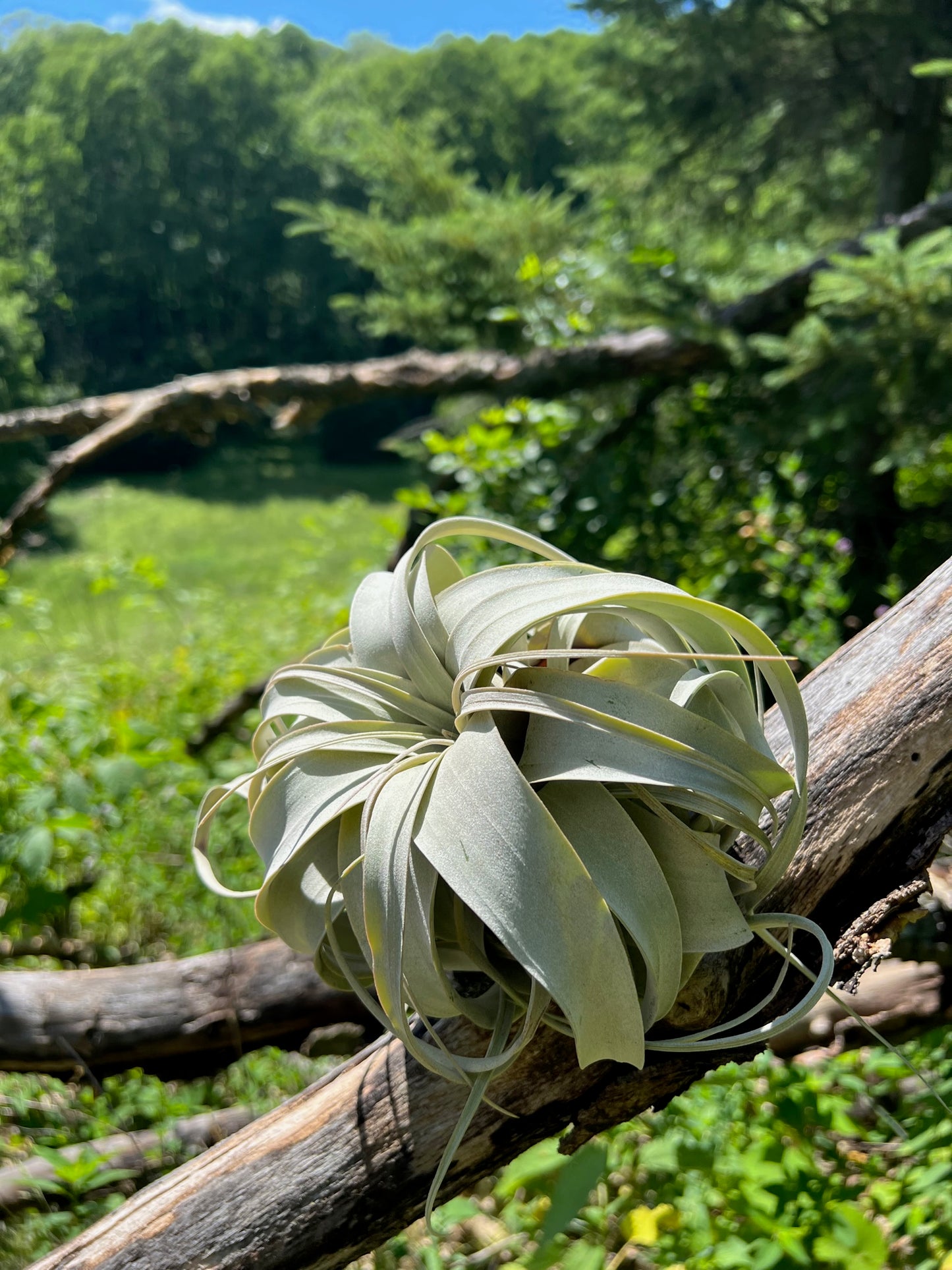 Xerographica
