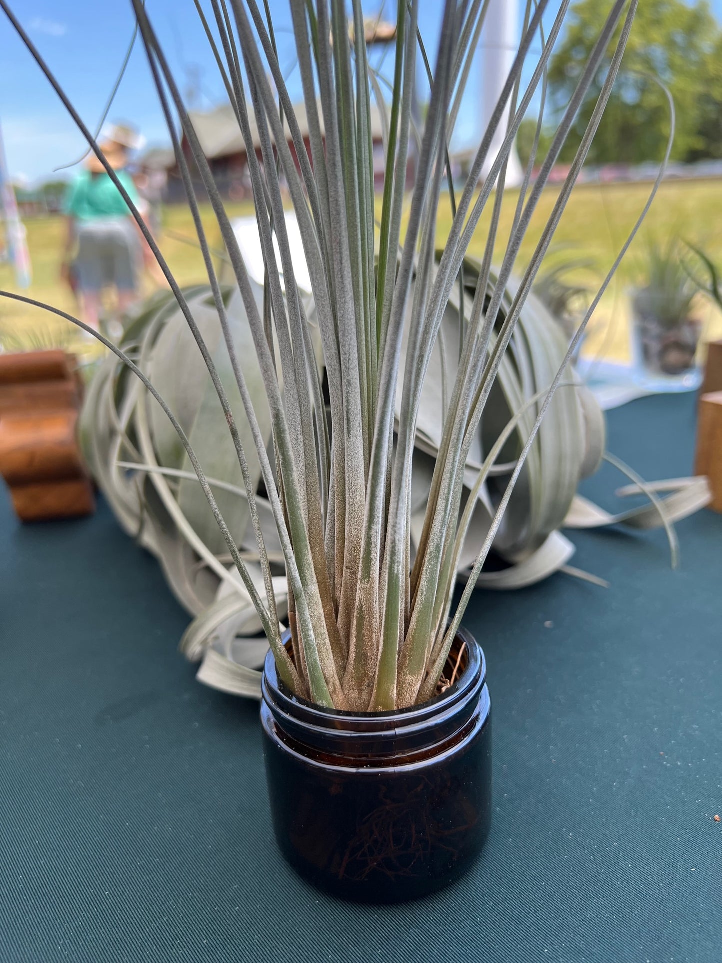 Juncea
