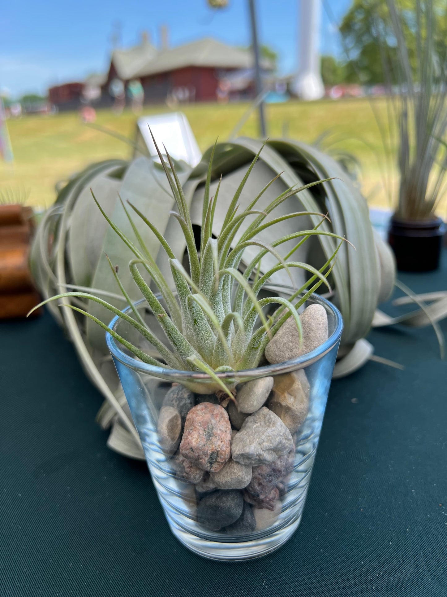 Ionantha