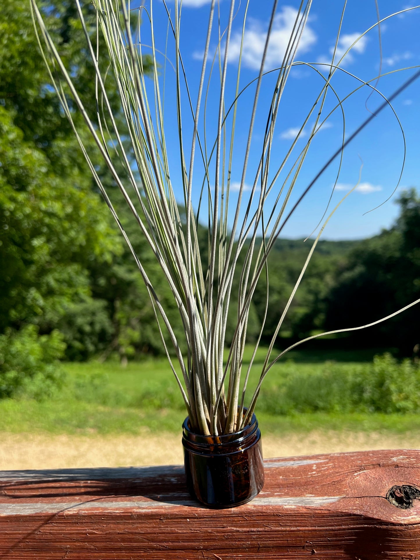 Juncea