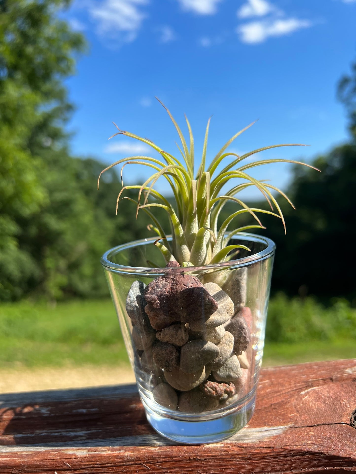 Ionantha