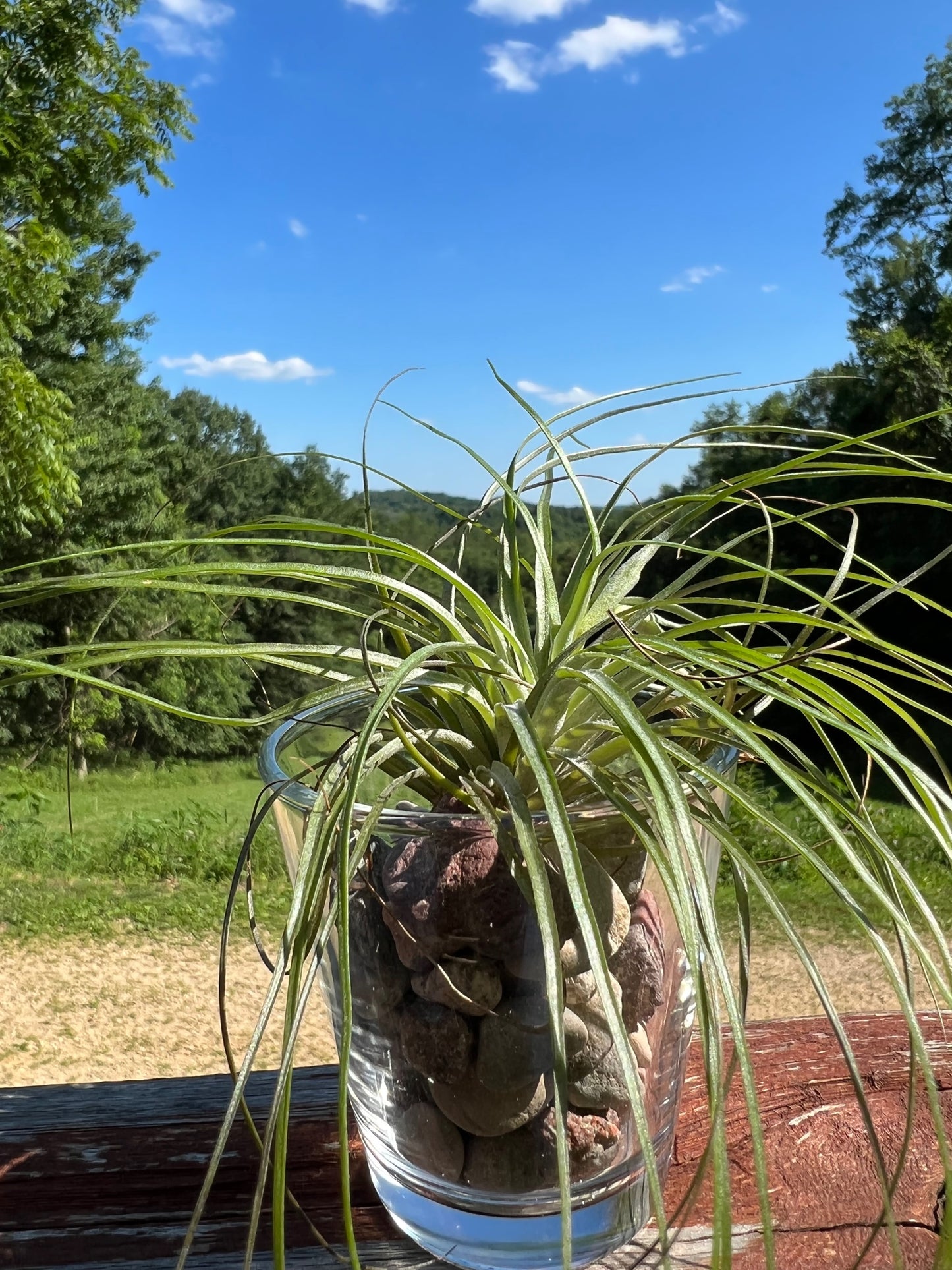 Stricta