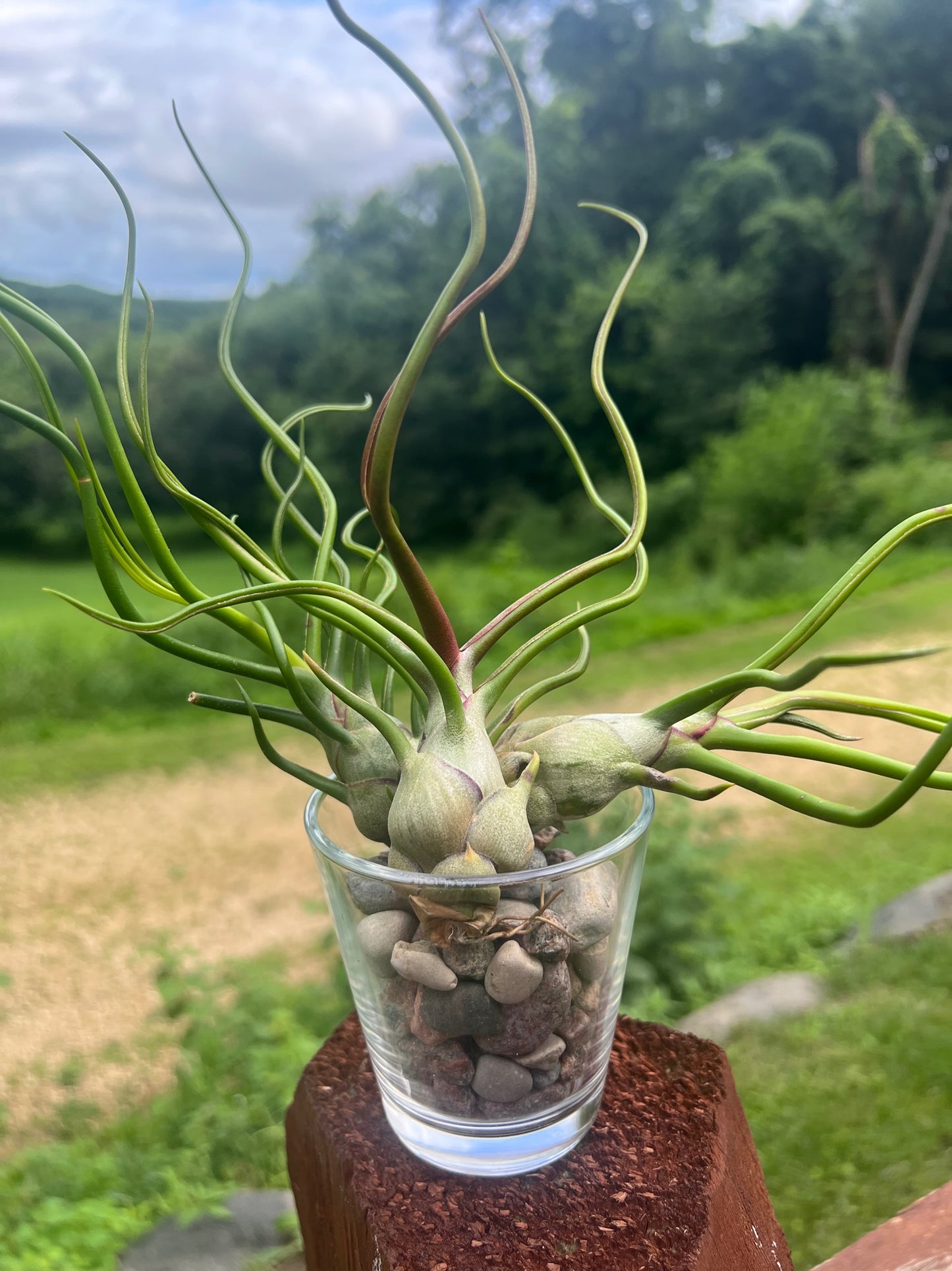 Bulbosa Belize