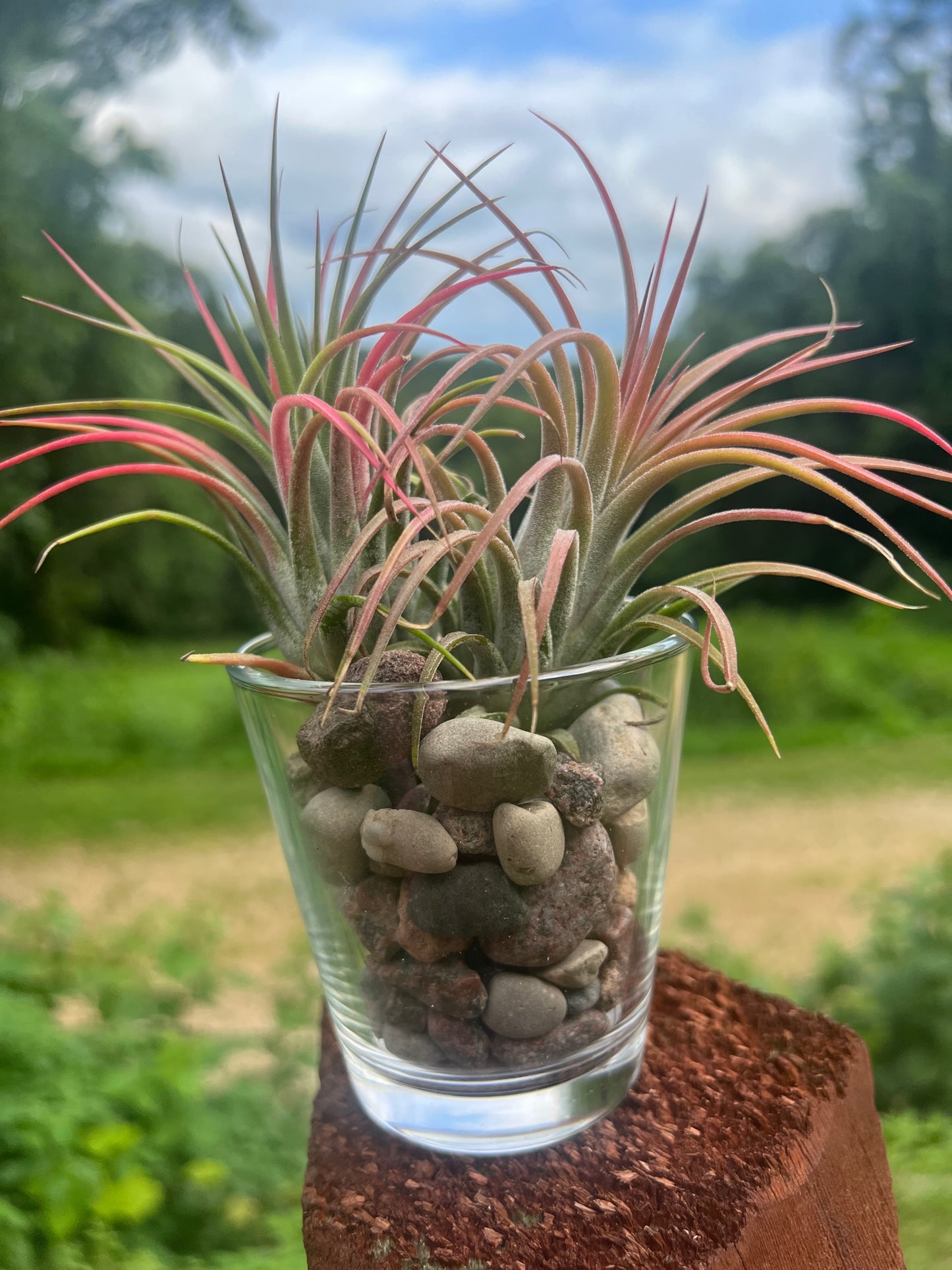 Ionantha