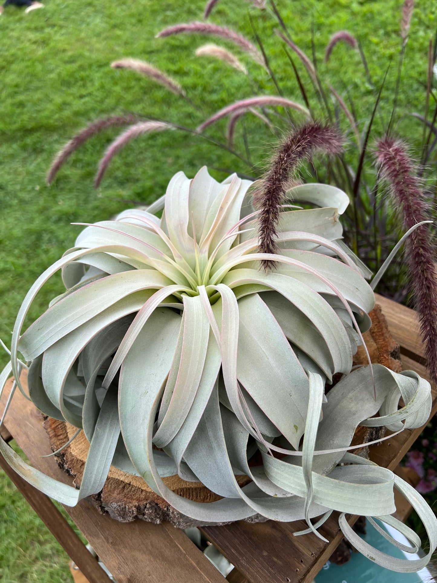 Xerographica