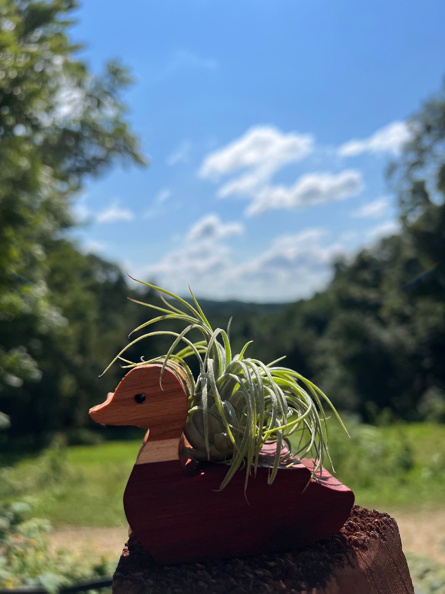 Duck Air Plant Display