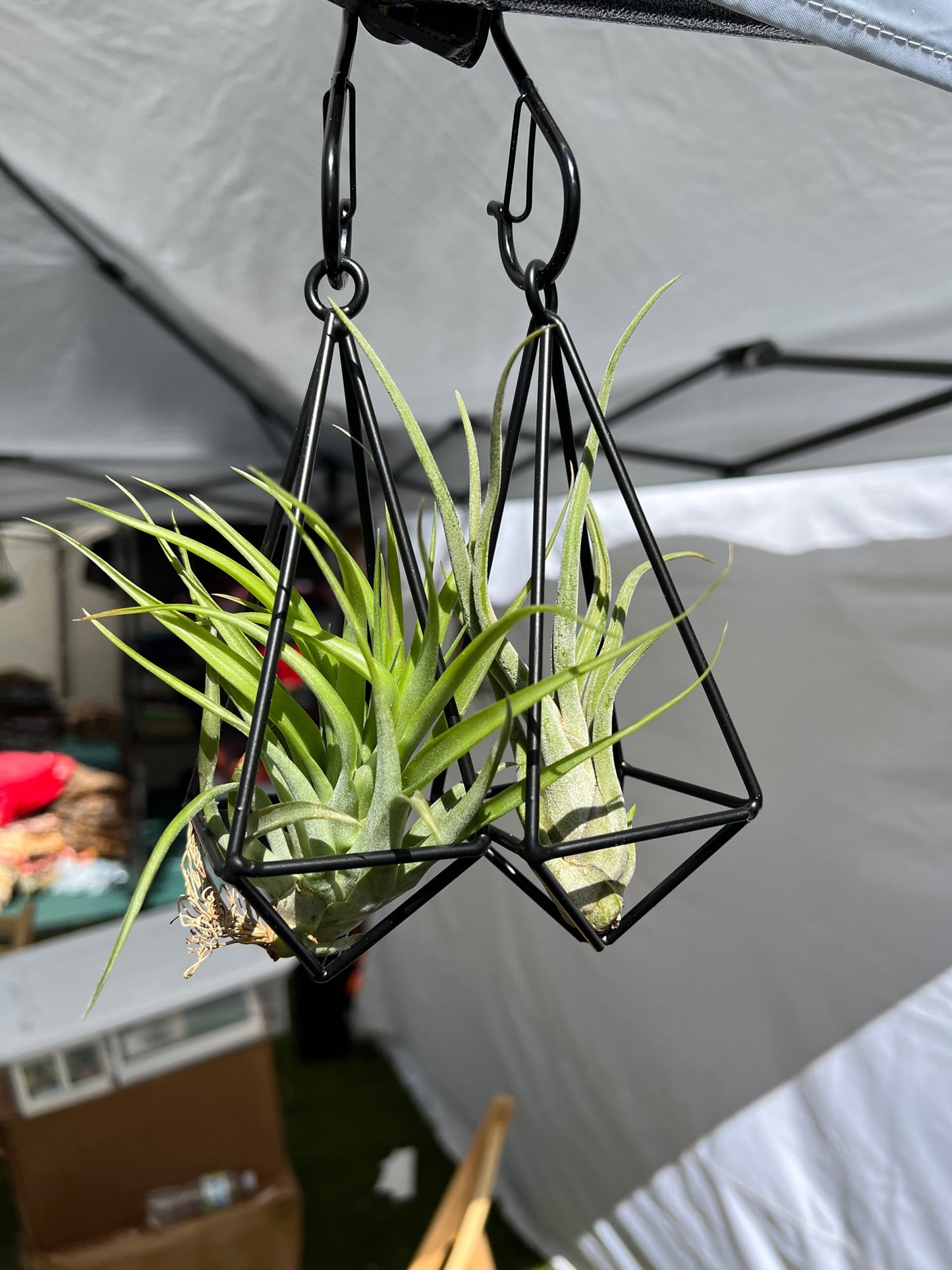 Hanging Metal Pendant with Assorted Air Plant