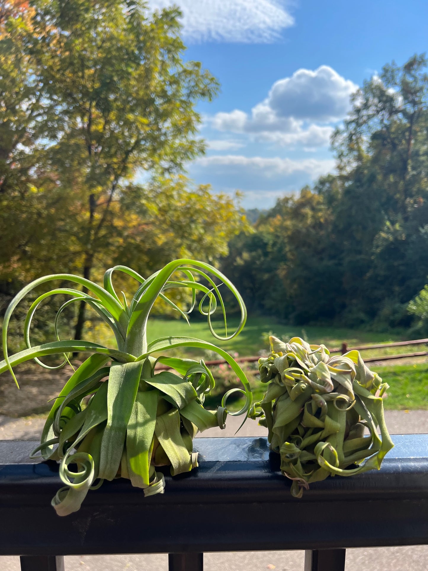 Streptophylla