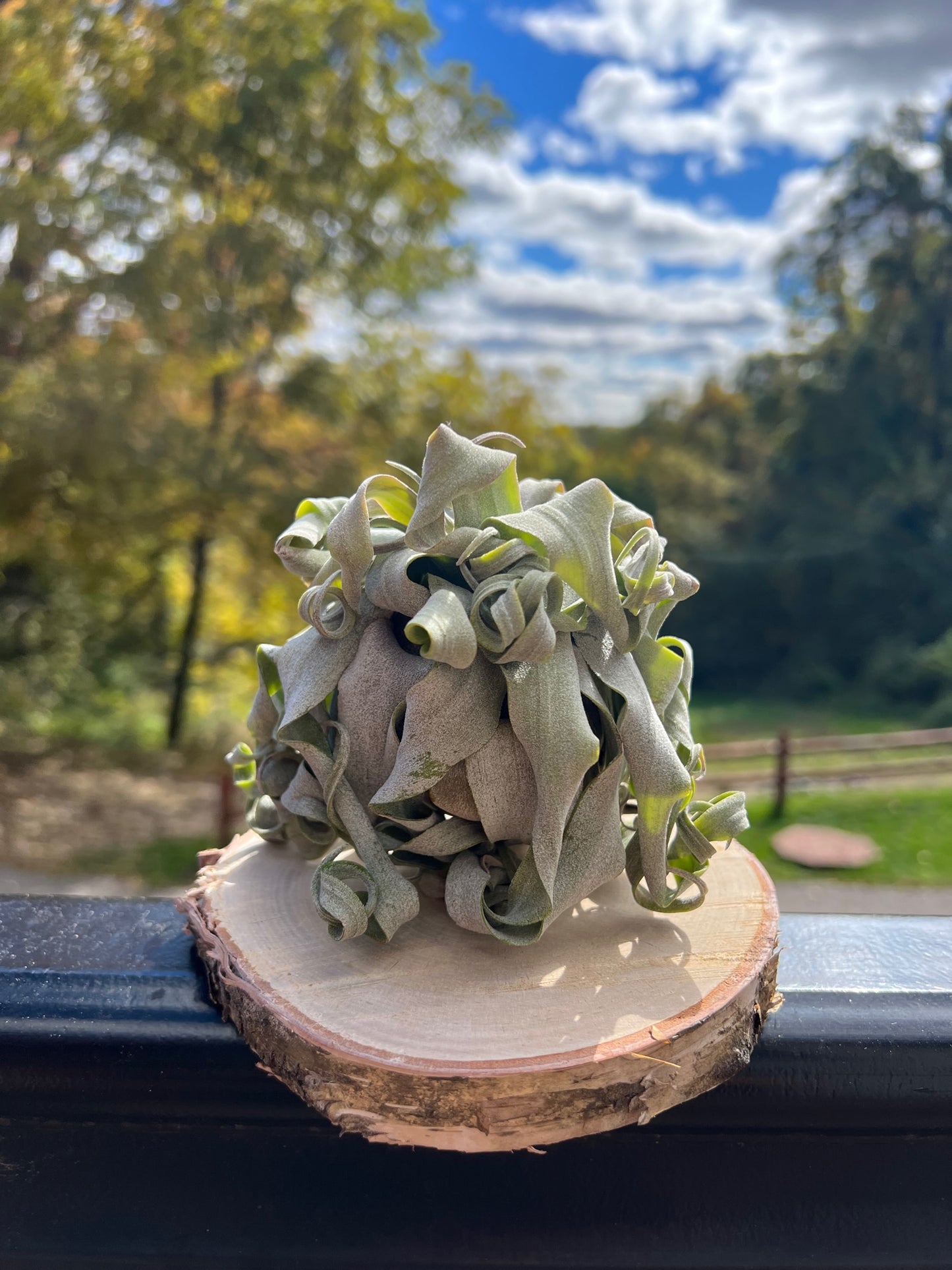 Streptophylla