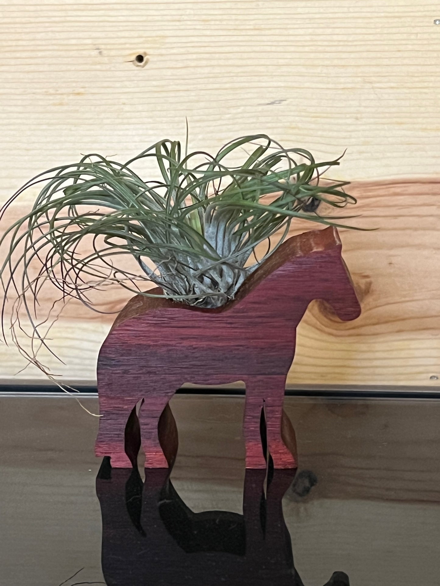 Wooden Display With Assorted Air Plant - Made In Wisconsin (Limited Qty)