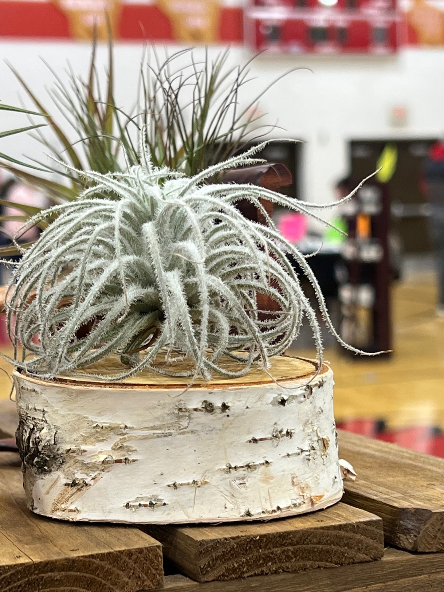 Tectorum Ecuador and Peru