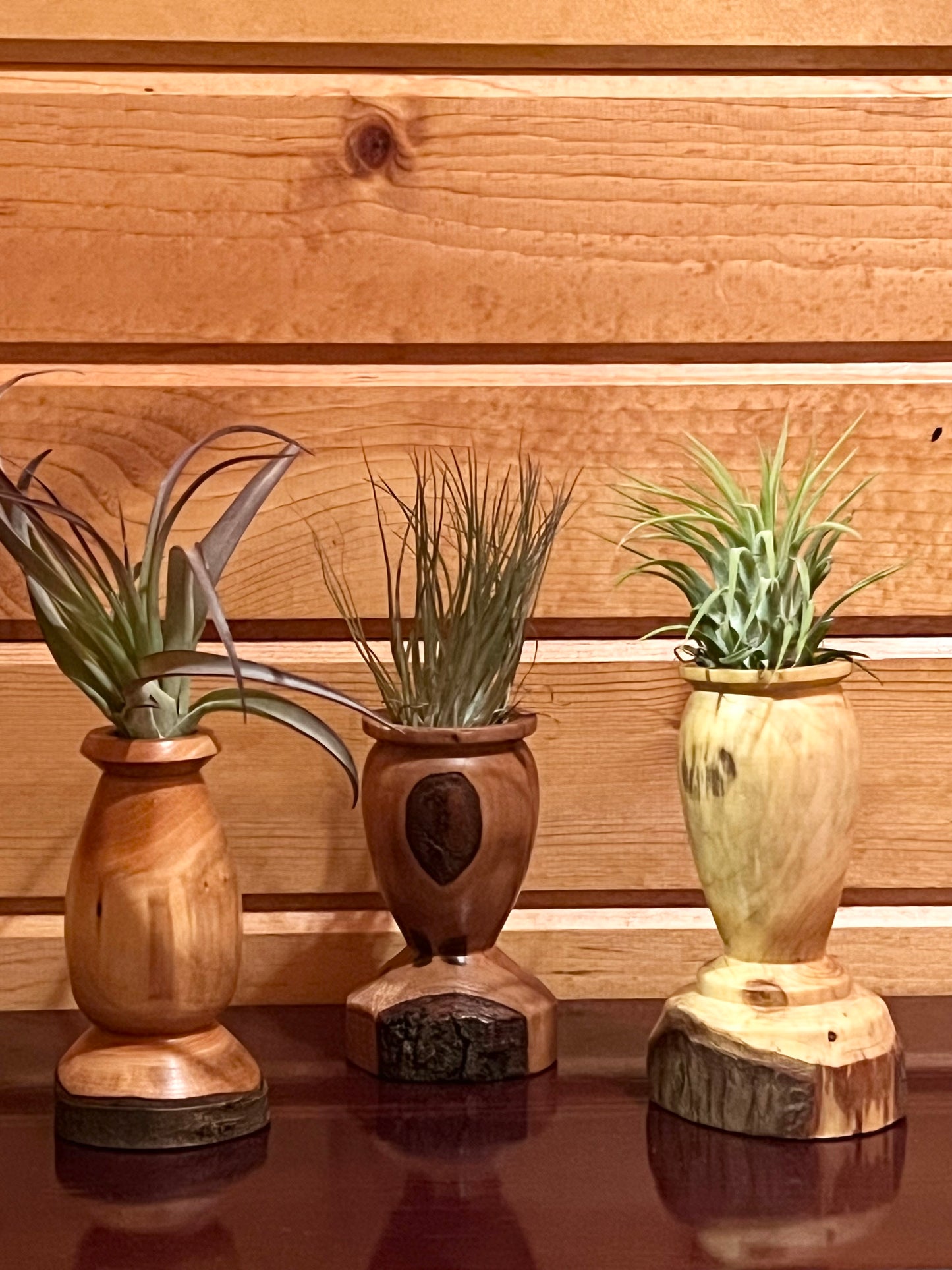 Assorted wood display with air plant