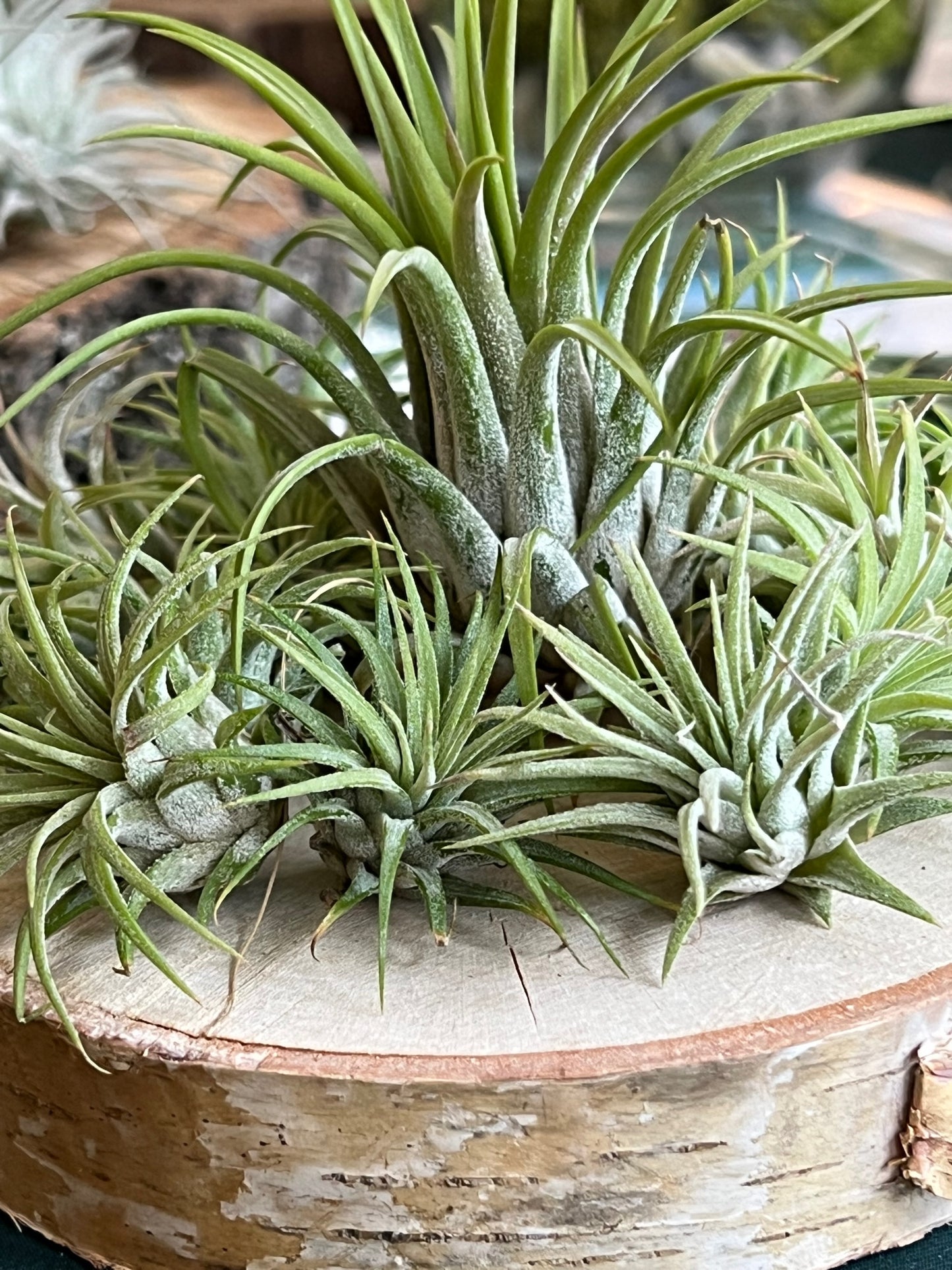 Custom Pick-up Order