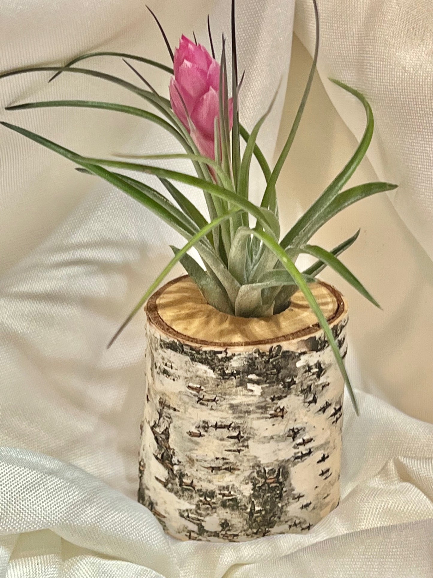 Stricta