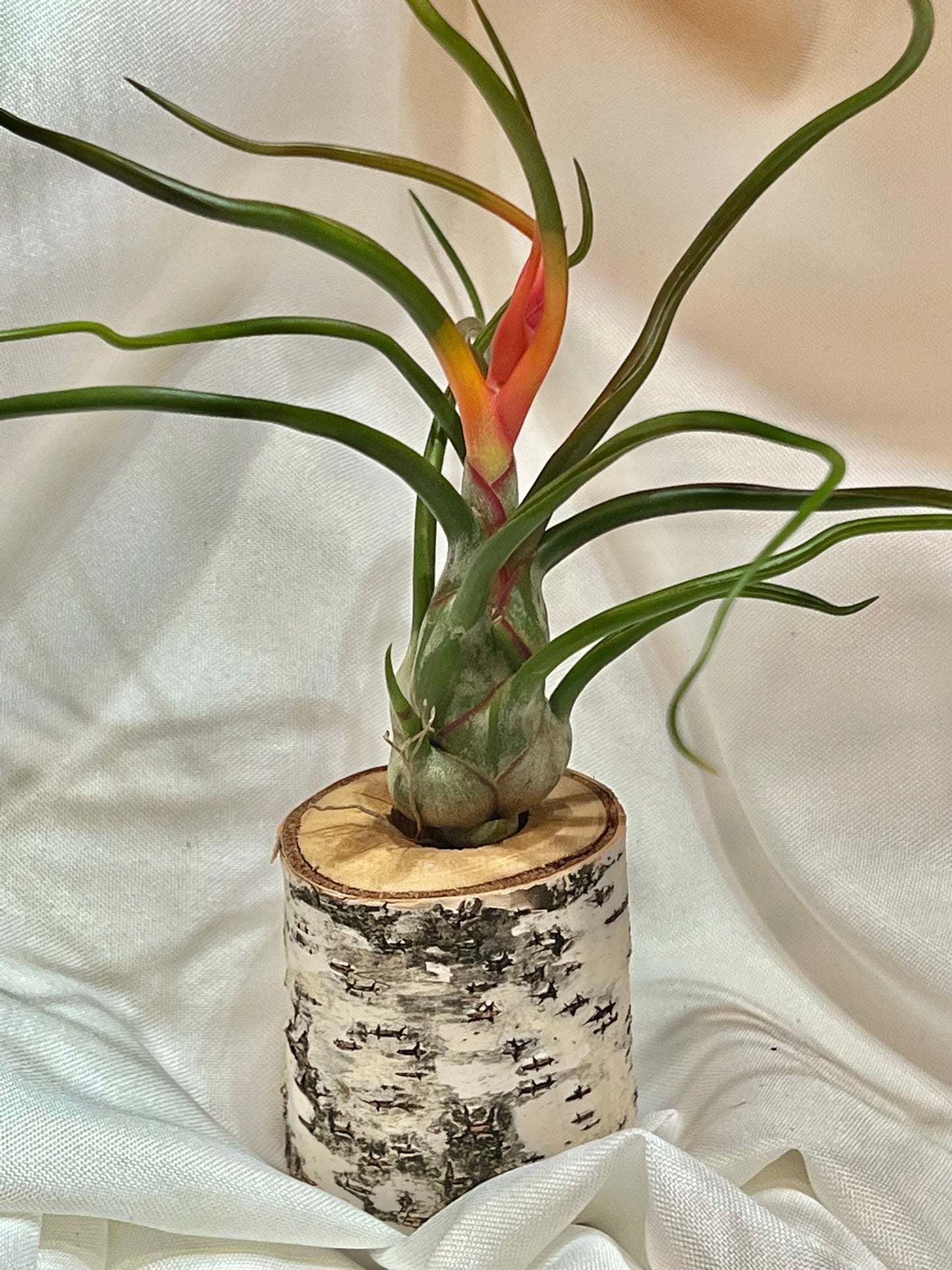 Bulbosa Belize