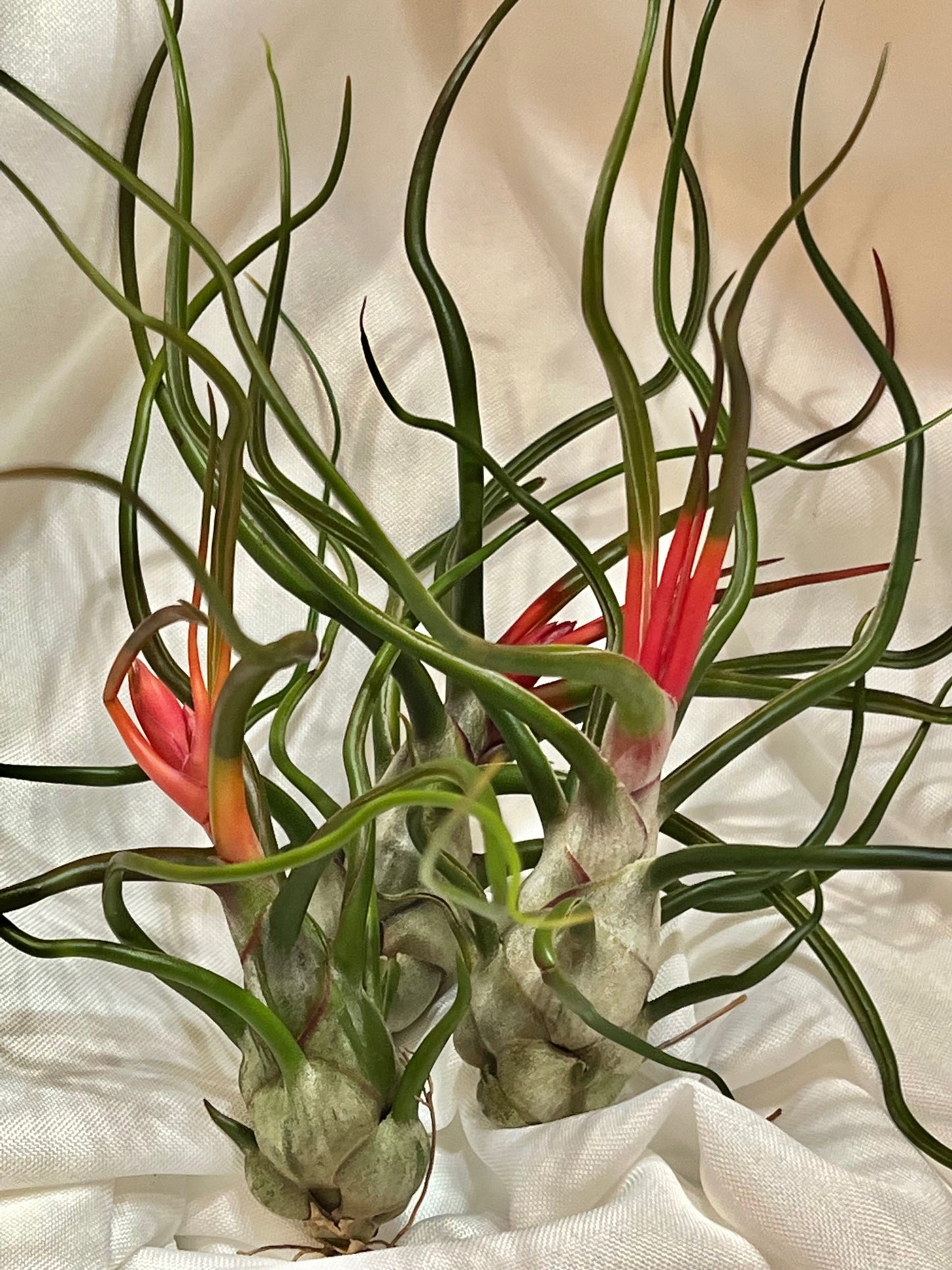 Bulbosa Belize