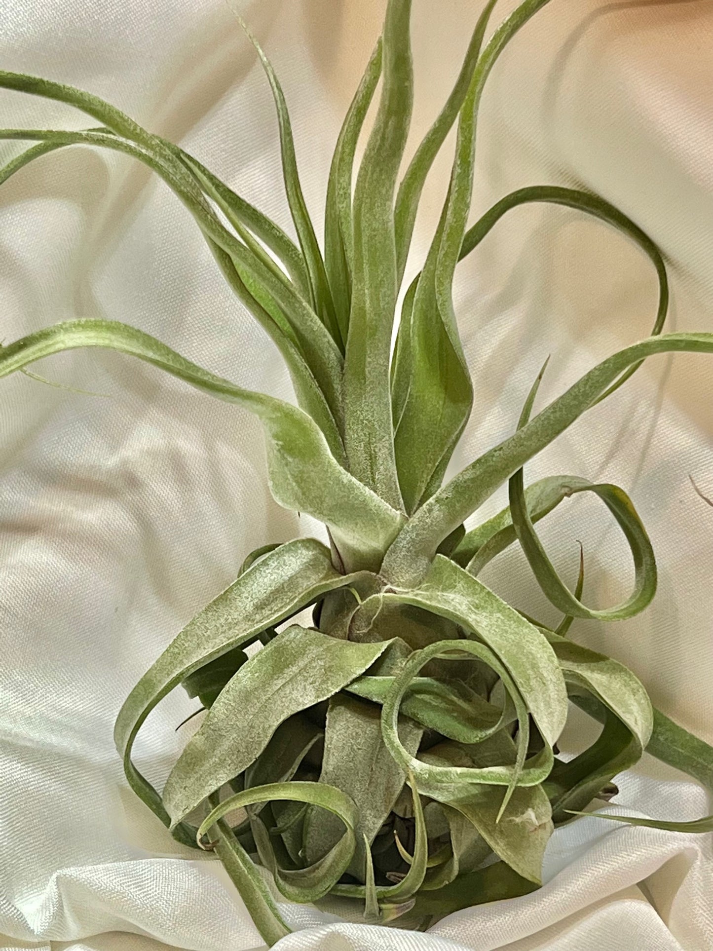 Streptophylla