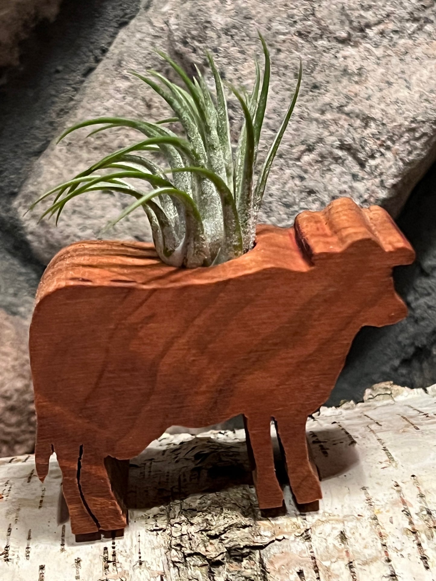 Cow Air Plant Display
