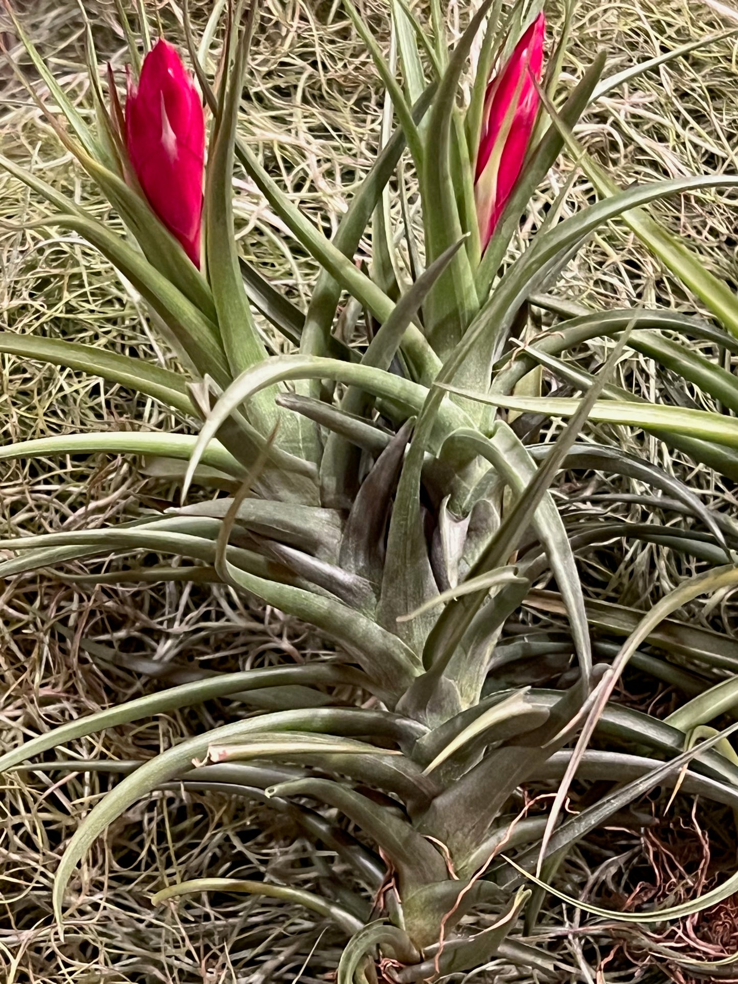 In Bloom/Blush Plants