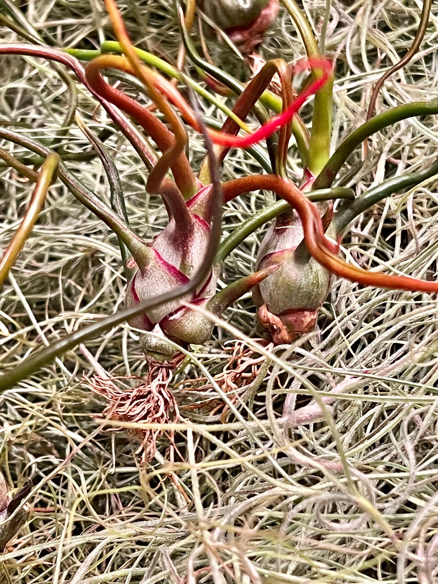In Bloom/Blush Plants