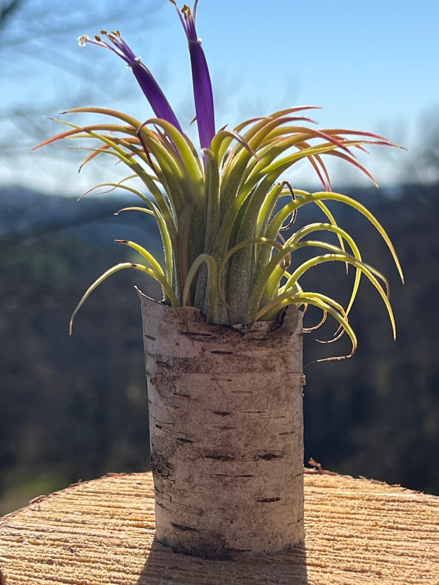 Ionantha