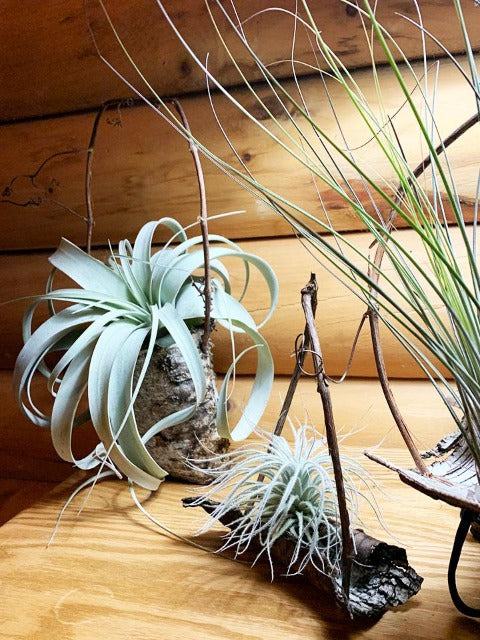 Air Plants in Birch Bark and Grapevines