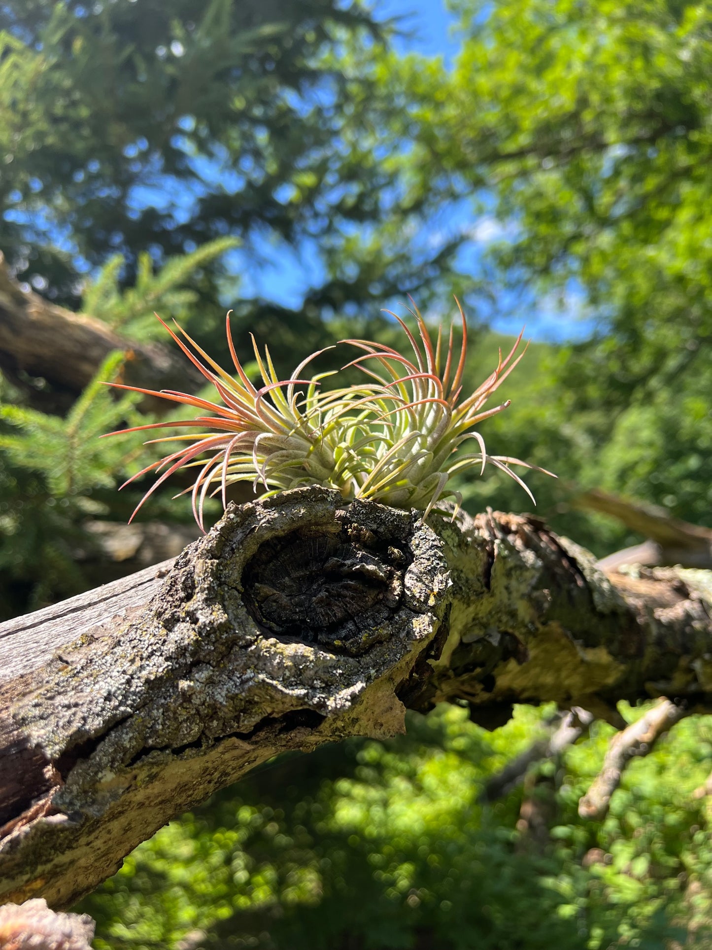 Ionantha Air Plant