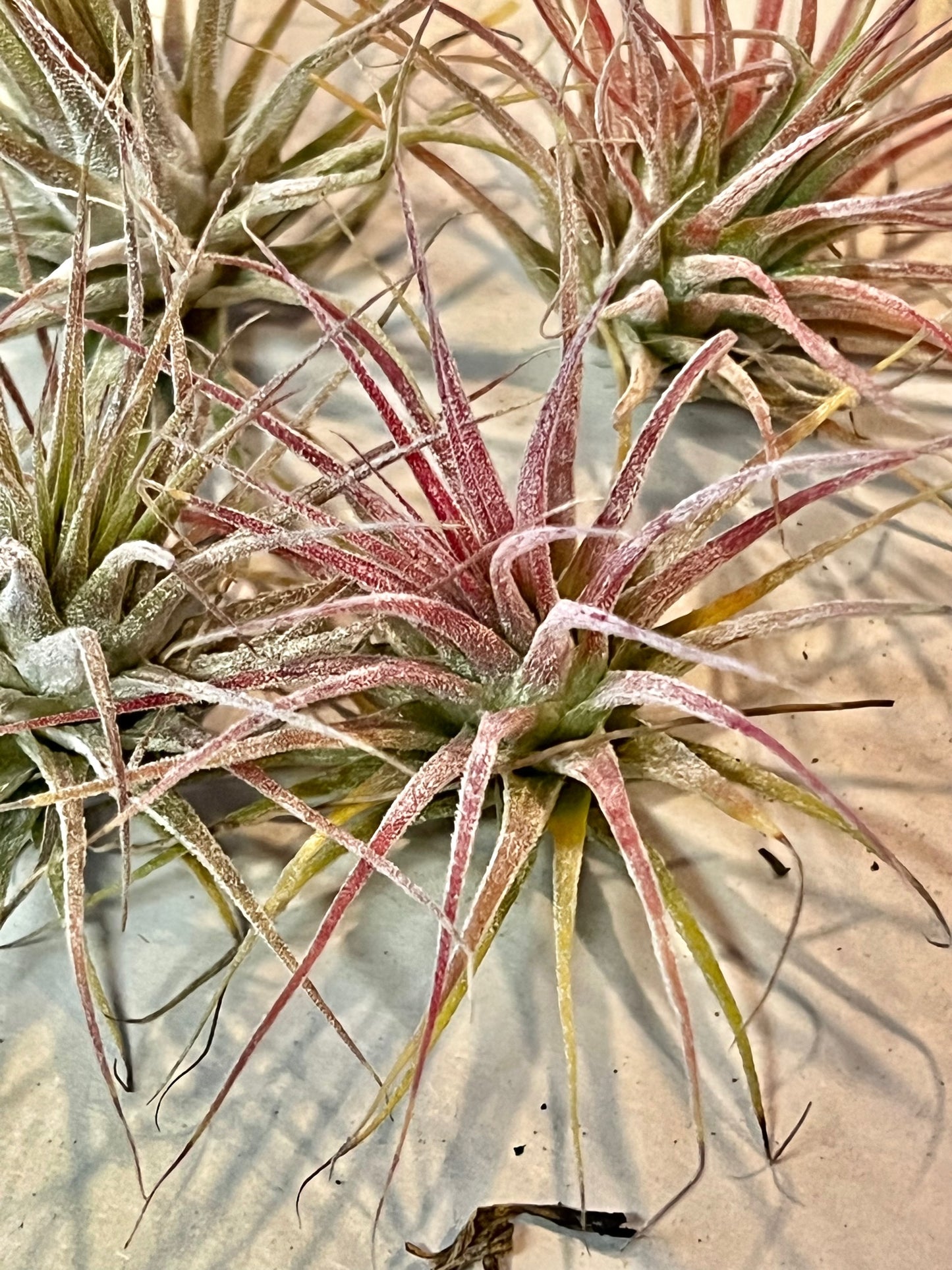 In Bloom/Blush Plants