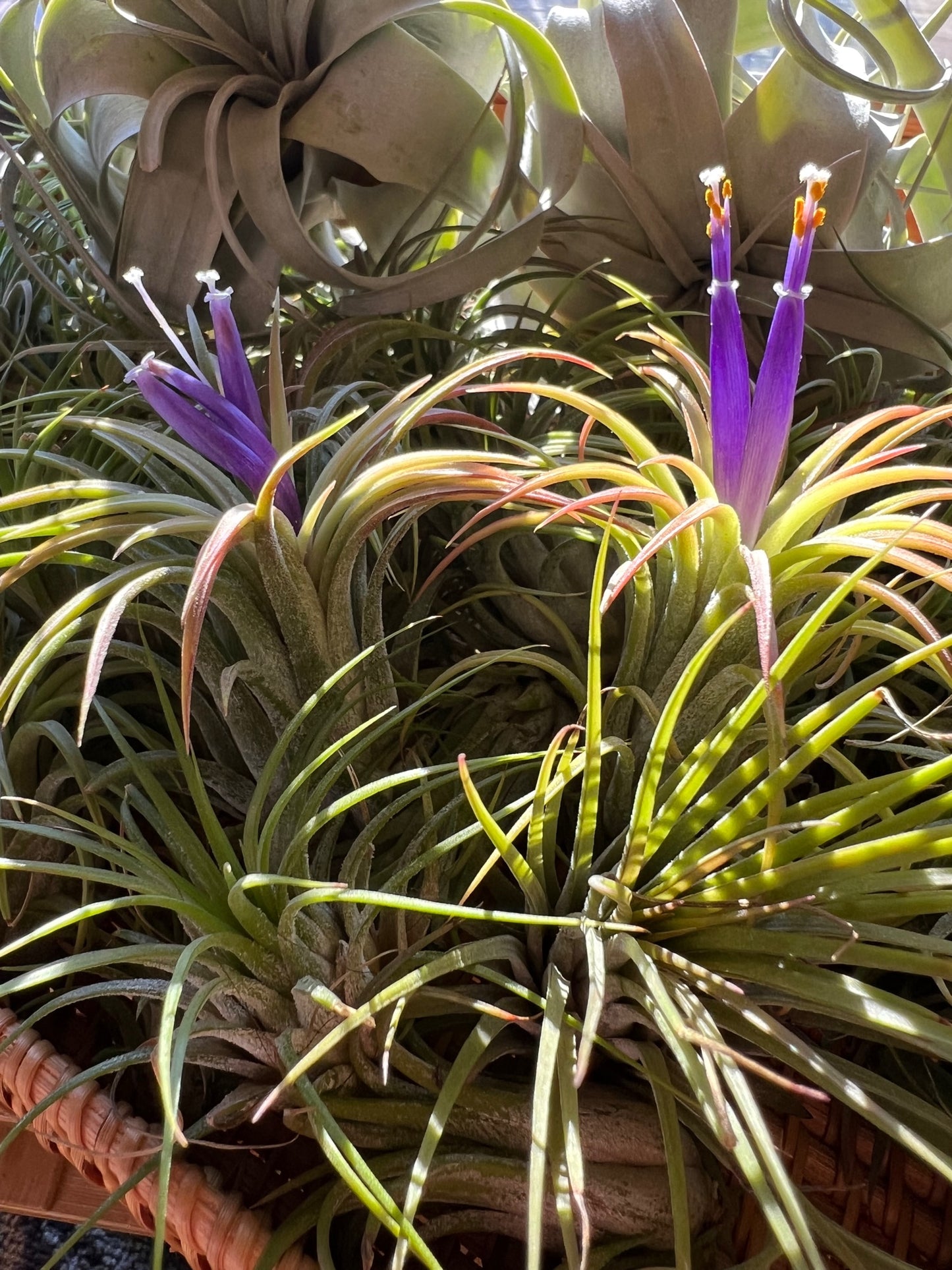 Ionantha