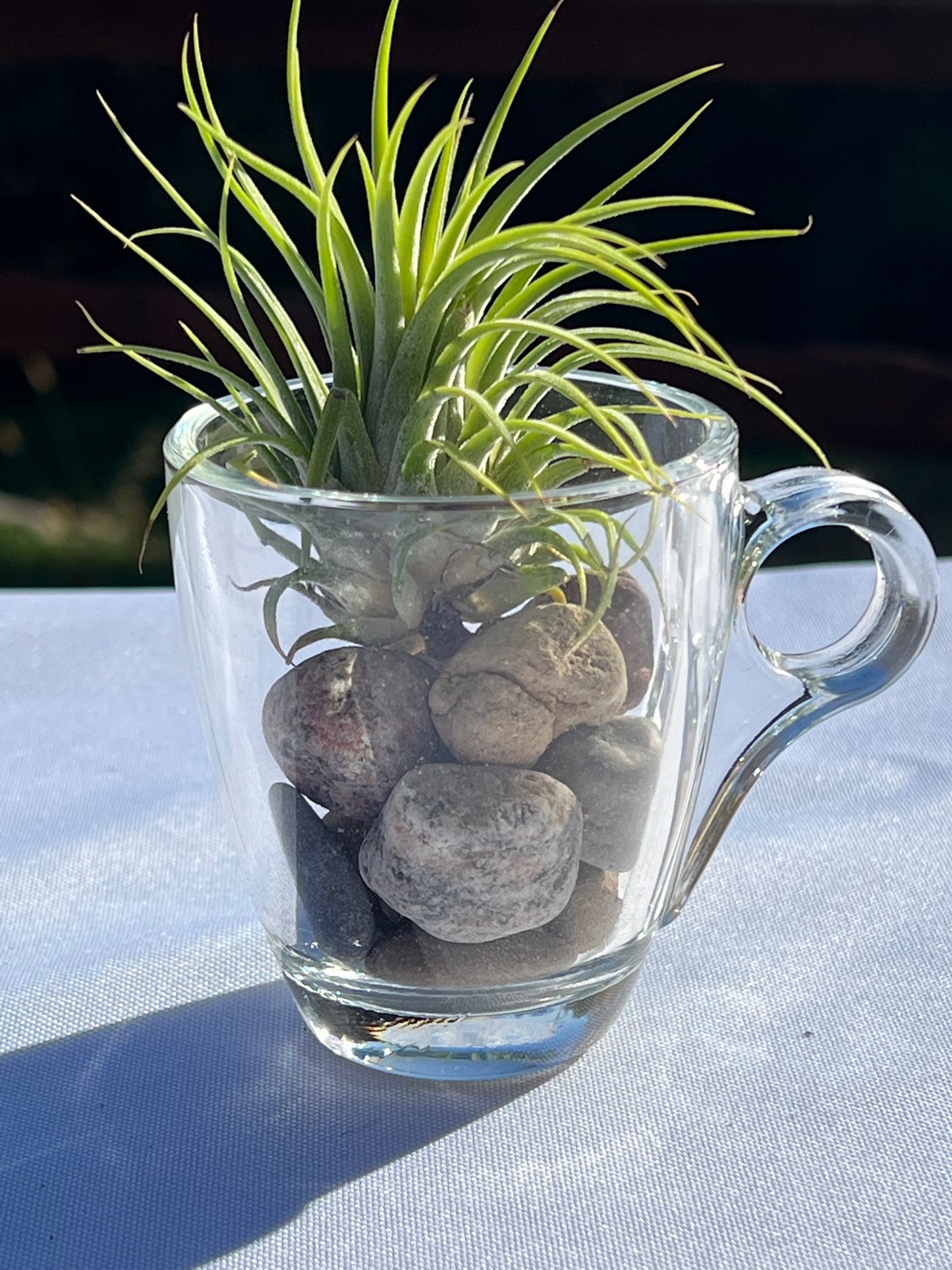 Ionantha