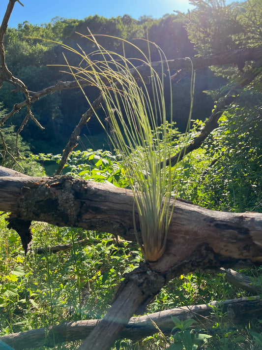 Juncea Air Plant