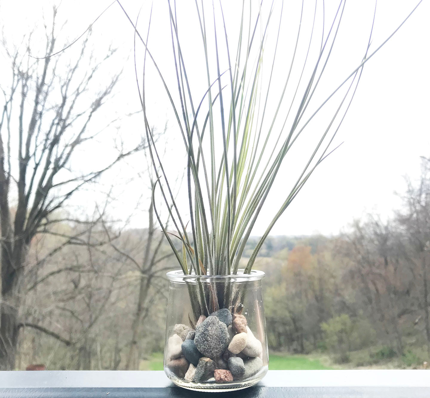 Juncea Air Plant in Glass Jar