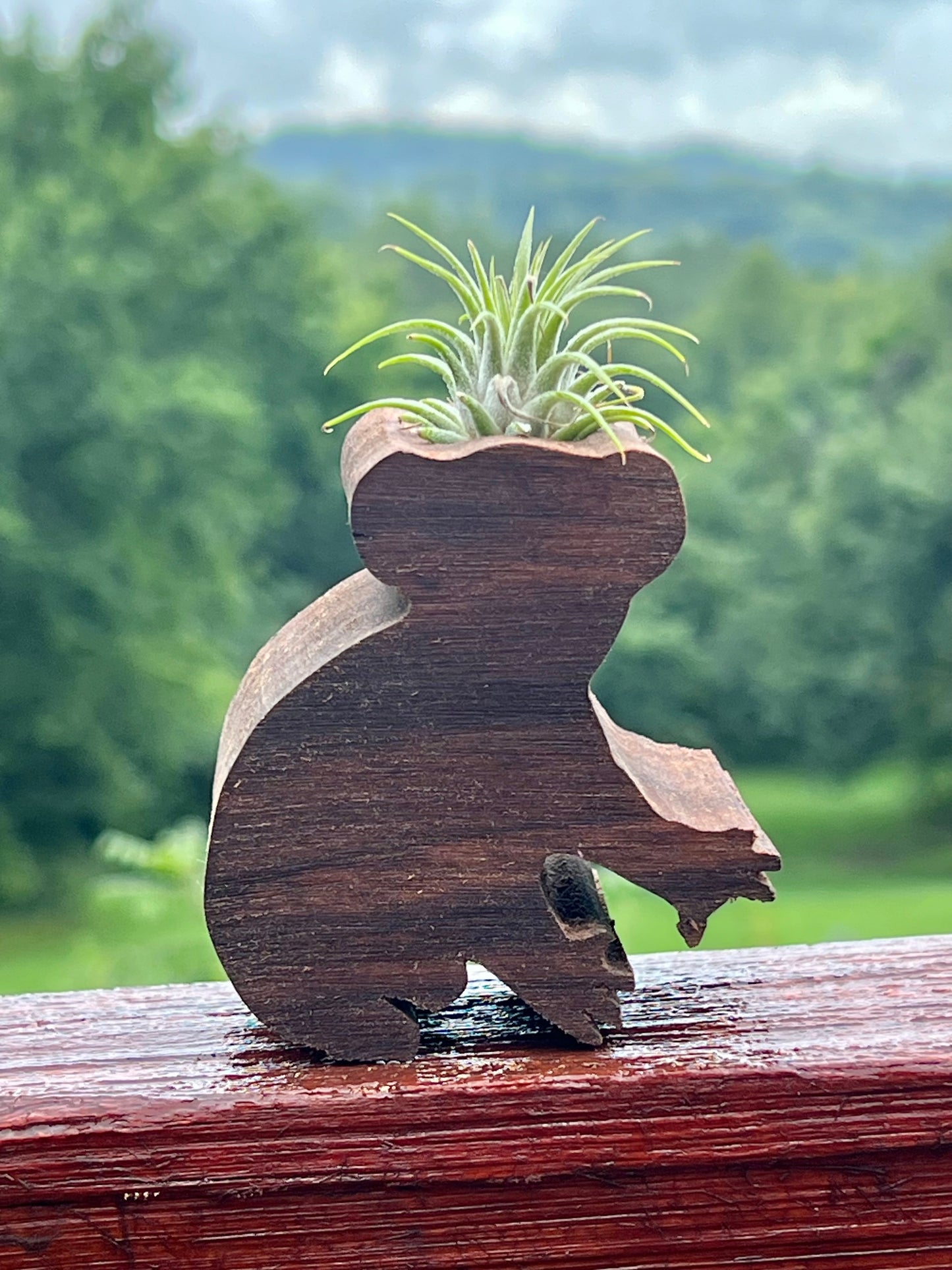 Wooden Display With Assorted Air Plant - Made In Wisconsin (Limited Qty)
