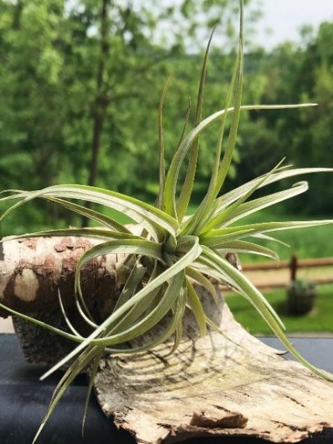 Aeranthos - Clavel del Aire Air Plant in Birch Bark
