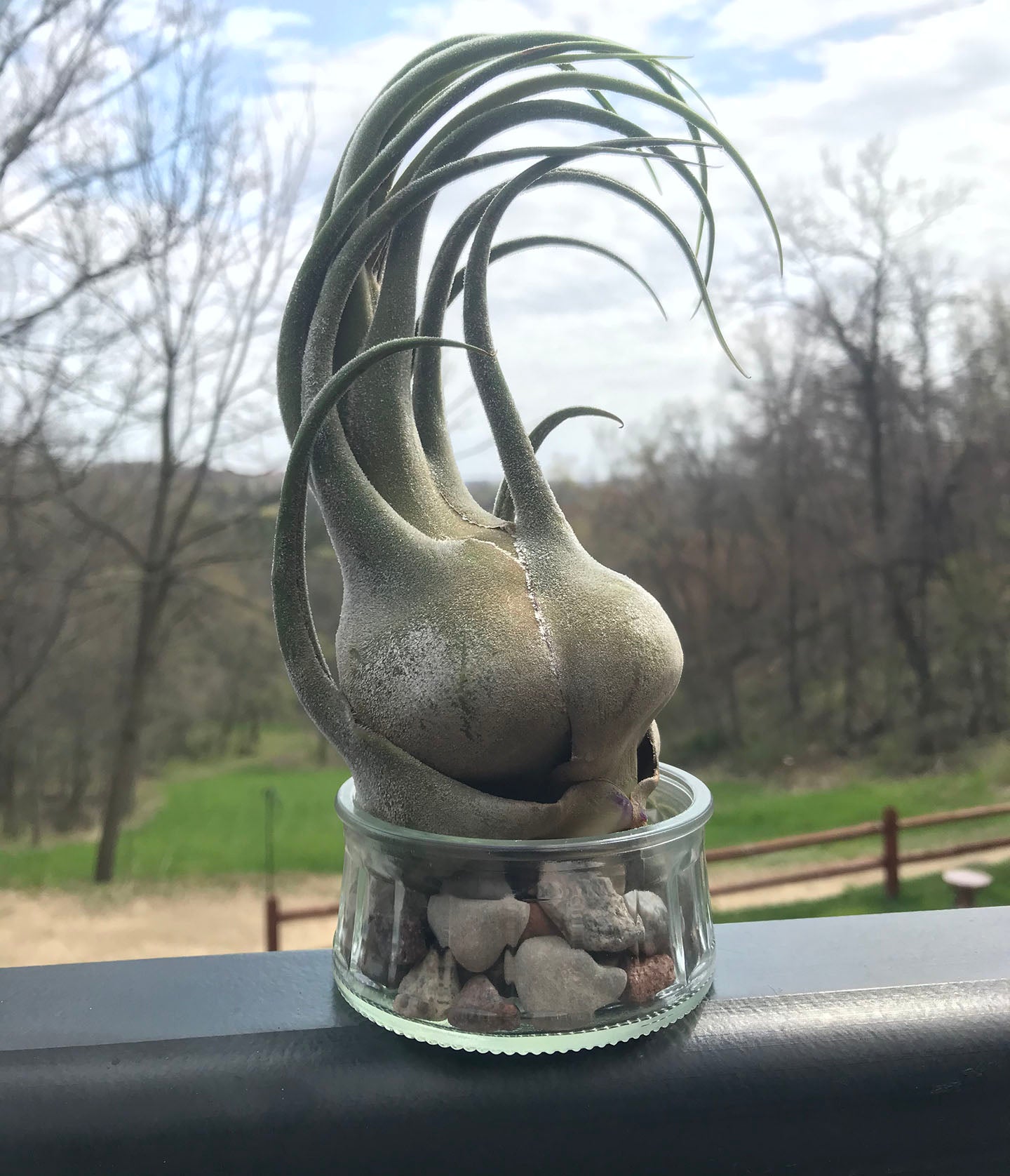 Seleriana Air Plant on Rock