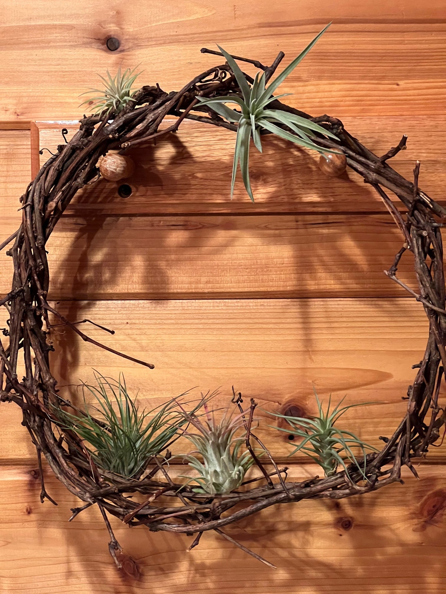 air plant wreath Wreath with Air Plants
