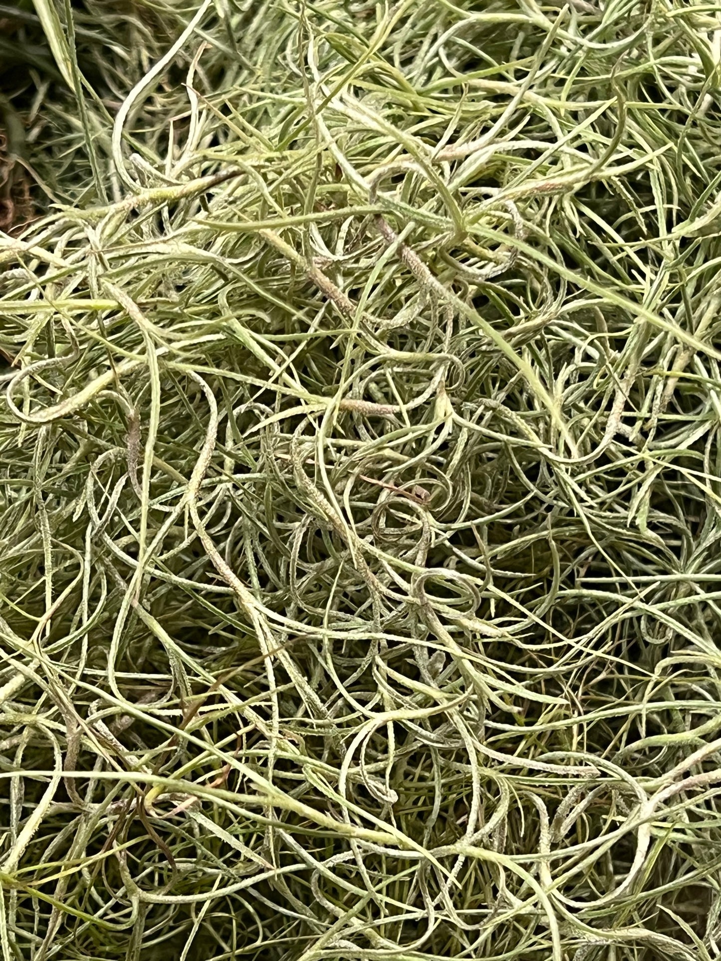 Spanish Moss